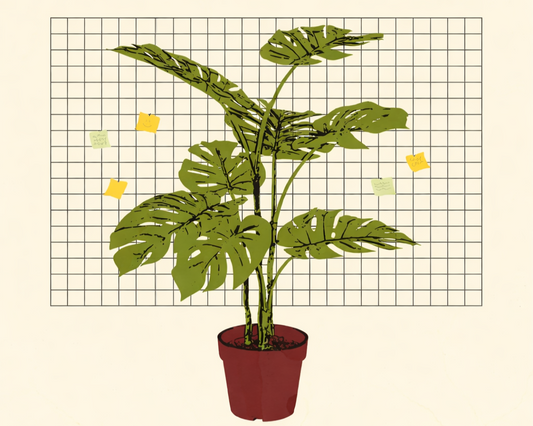 Beginner’s Guide to Houseplant Care